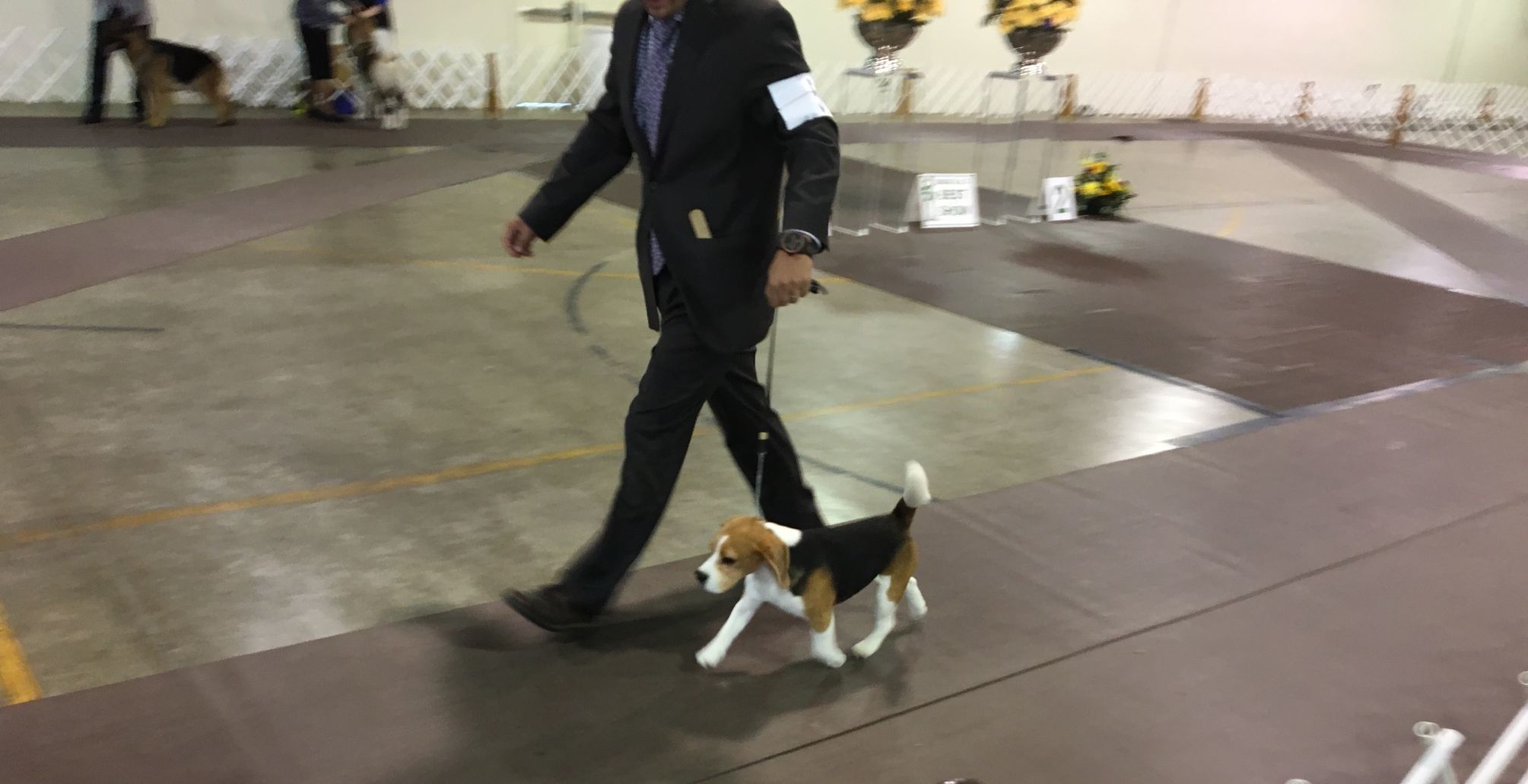 Dog Show - Beagle walking